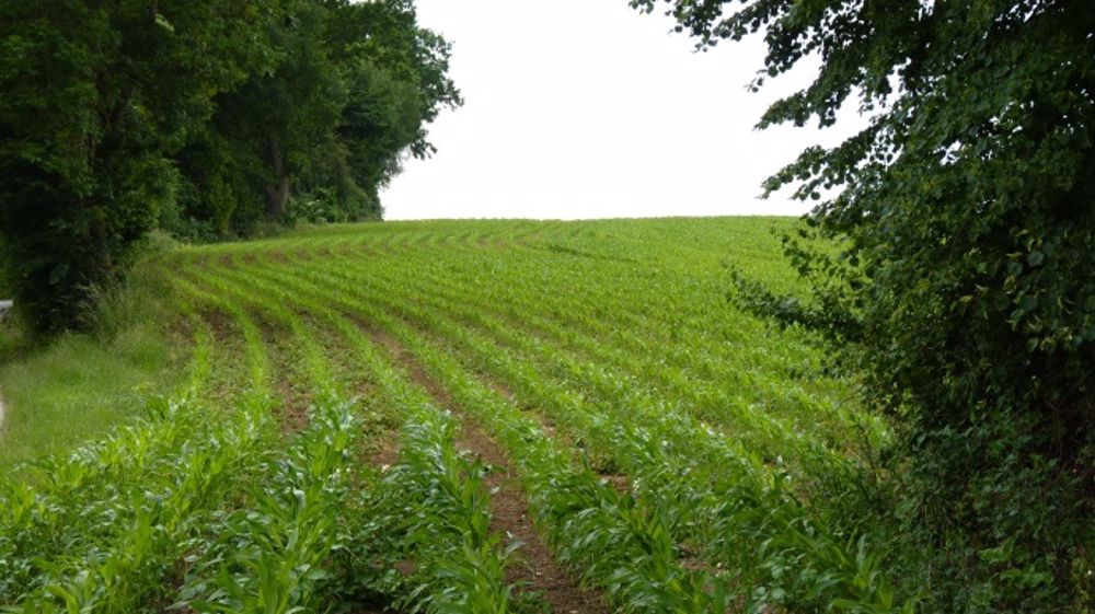 Syngenta ajoute à son offre de variétés de maïs deux nouveautés pour 2016. (©Terre-net Média)