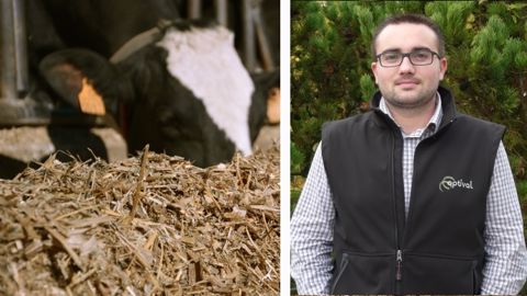 A quel moment soupçonner les mycotoxines dans la ration des vaches ?