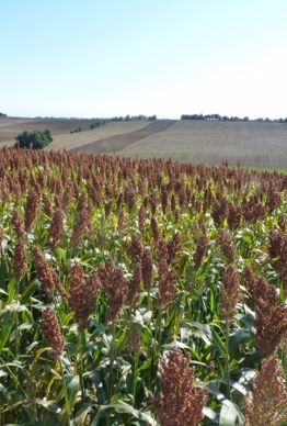 Sorgho grain.