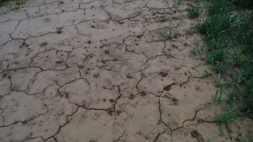 La Niña cause notamment un temps sec et chaud sur une partie du Midwest américain ce qui pénalise le rendement des cultures de maïs et de soja. (©Terre-net Média)