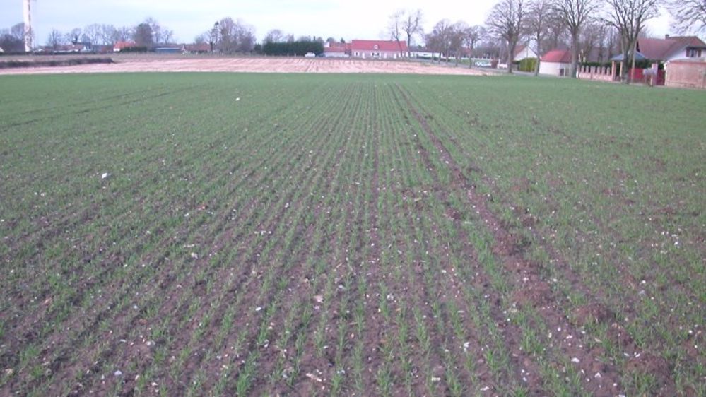 En France,<strong> </strong>les semis de blé se sont déroulés dans de bonnes conditions. (©Terre-net Média)