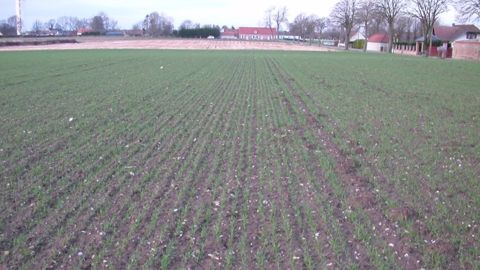 En France,<strong> </strong>les semis de blé se sont déroulés dans de bonnes conditions. (©Terre-net Média)