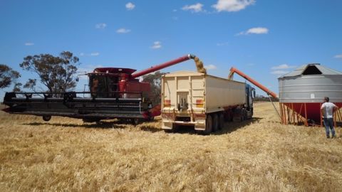 Moisson de blé en Australie. (©Terre-net Média)