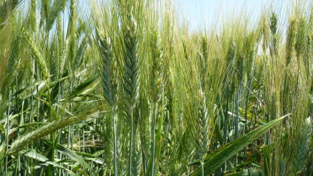 Le blé dur se déploie de nouveau cette année bénéficiant d'un rapport de prix favorable avec le blé tendre. (©Terre-net Média)