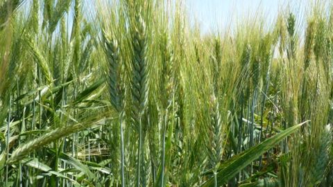 Le blé dur se déploie de nouveau cette année bénéficiant d'un rapport de prix favorable avec le blé tendre. (©Terre-net Média)