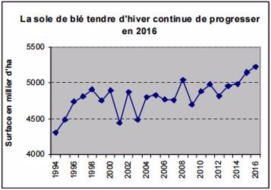 Evolution des surfaces de blé tendre en France.