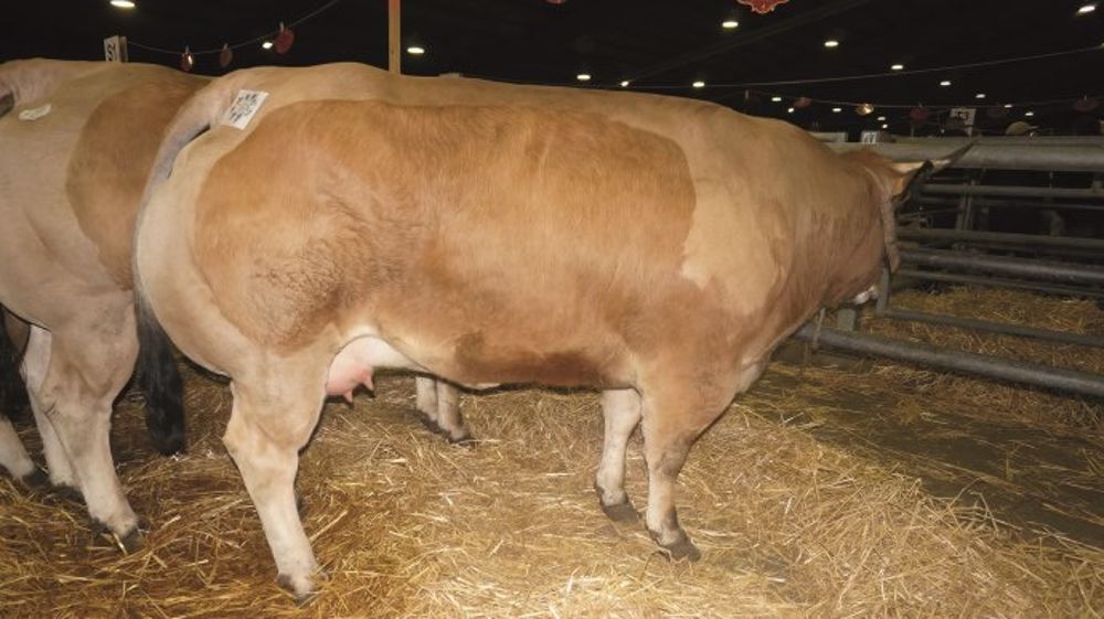 Grand prix du concours vaches charolaises appartenant à Monsieur Daniel Baron de Torfou (49). (©Acti-Ouest)