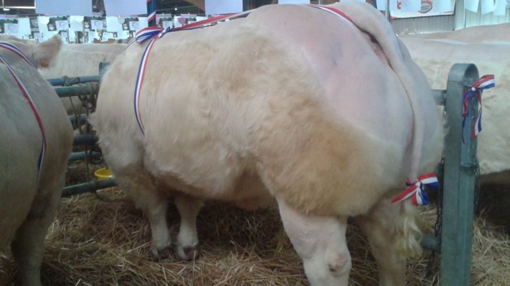 Licol d’or appartenant à Thierry Dufour, Ozolles. (©Acti-Ouest)