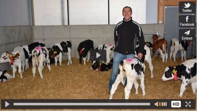 Allemagne vaches laitières