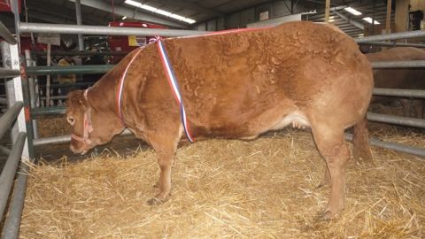 Bovin d’or appartenant au Gaec Fleurat de Arnac-la-Poste (87) (©Acti-Ouest)