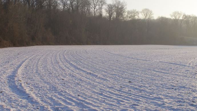 Neige dans une plaine