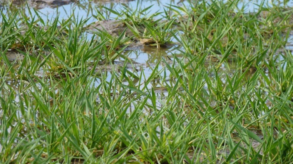 Si leur structure se dégrade, l'eau ne s'infiltre plus dans les sols cultivés. (©Terre-net Média)