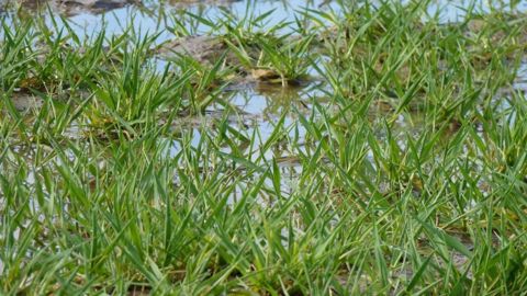 Si leur structure se dégrade, l'eau ne s'infiltre plus dans les sols cultivés. (©Terre-net Média) Si leur structure se dégrade, l'eau ne s'infiltre plus dans les sols cultivés. (©Terre-net Média)