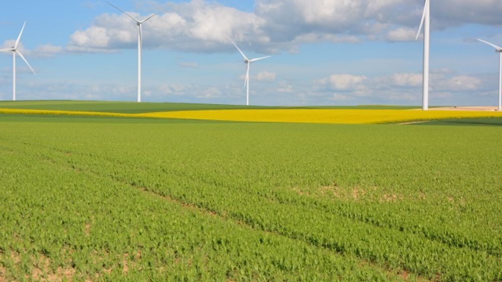 Les attaques d’aphanomyces peuvent conduire à des pertes importantes, jusqu’à 50 q/ha sur pois de printemps en situation fortement contaminée. (©Terre-net Média)