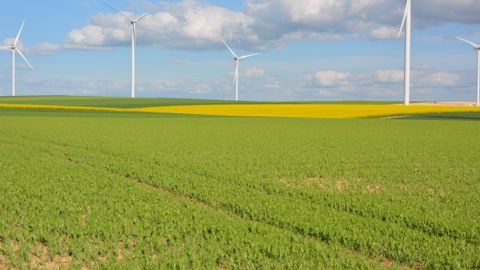 Les attaques d’aphanomyces peuvent conduire à des pertes importantes, jusqu’à 50 q/ha sur pois de printemps en situation fortement contaminée. (©Terre-net Média)