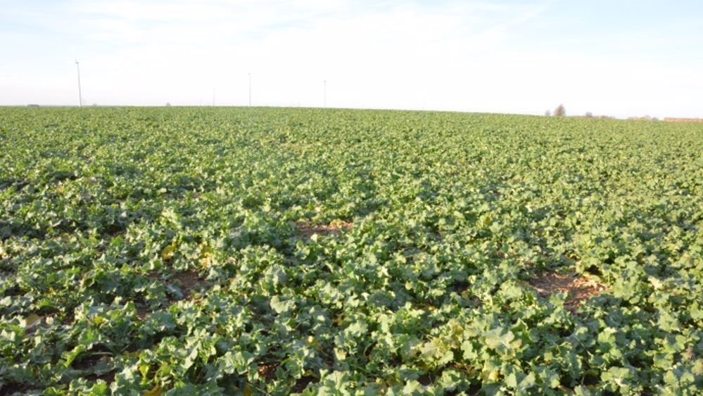 L'initiation florale des colzas n'est pas perturbée par la douceur du climat. (©Terre-net Média)