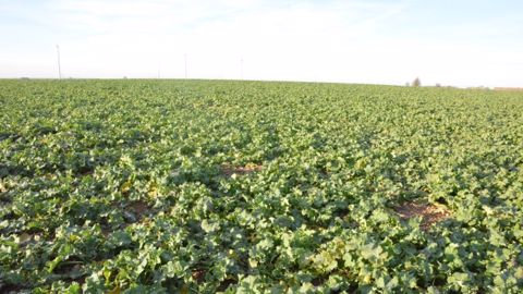 L'initiation florale des colzas n'est pas perturbée par la douceur du climat. (©Terre-net Média)