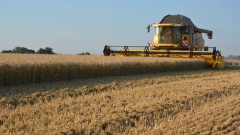  L'offre de blé ne sera certainement pas si importante lors de la prochaine campagne 2016/2017. (©Terre-net Média)