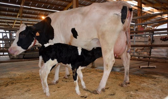 Vêlage vache laitière
