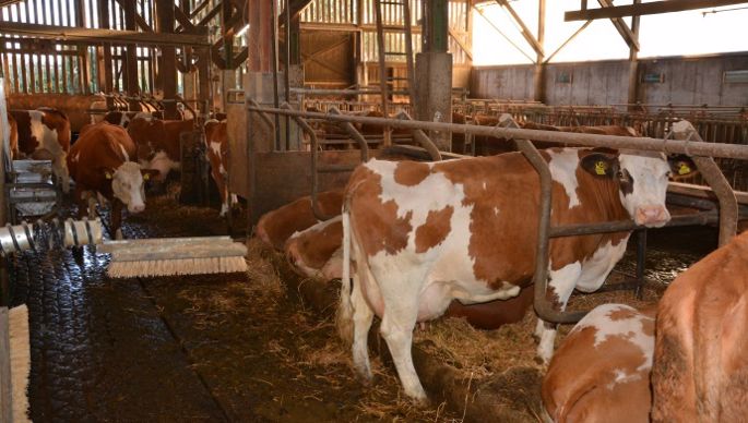 Simmental Eichinger