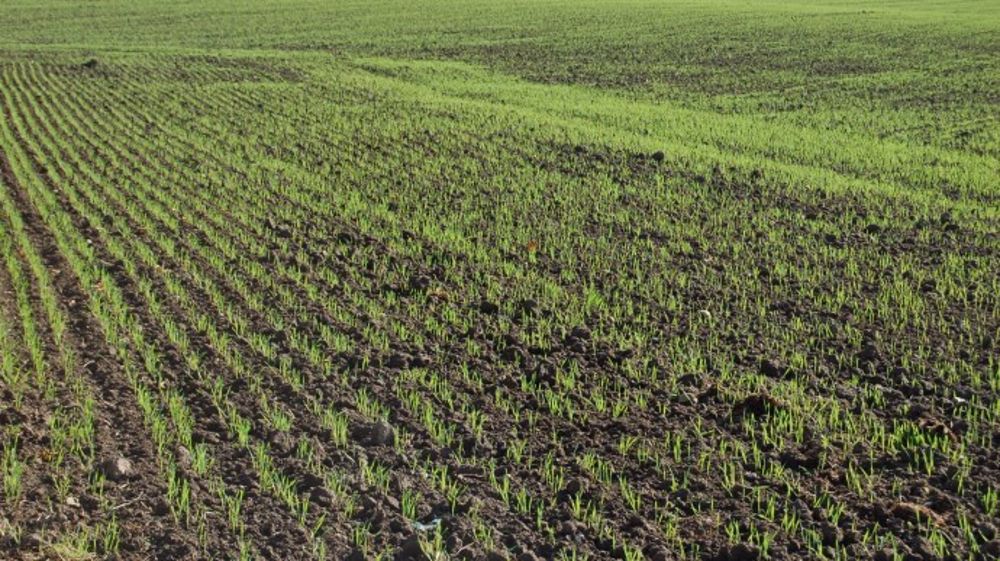Les semis de blé sont en recul de 4,8 % pour la campagne 2016. (©Terre-net Média)