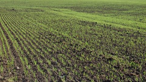 Les semis de blé sont en recul de 4,8 % pour la campagne 2016. (©Terre-net Média)