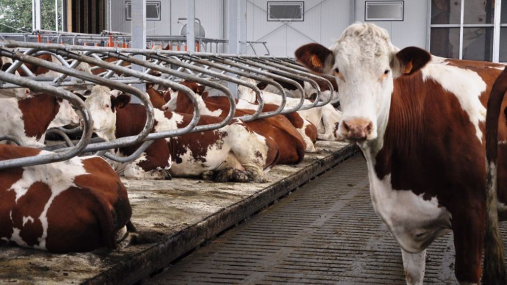 En France, la collecte de lait a encore progressé de 2,2 % en novembre par rapport à l'année précédente. (©Terre-net Média)