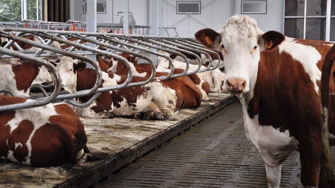 Vaches montbéliardes