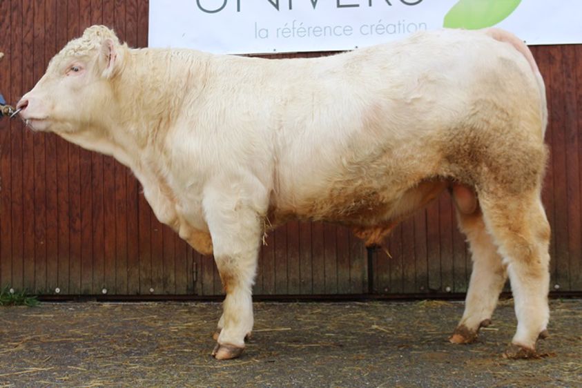 Jappelou affiche un développement squelettique de 120.  Habituellement, les mâles non retenus pour devenir des taureaux d'insémination ne sont pas proposés à la vente. (©Charolais Univers)