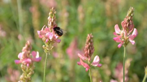Bourdon des champs en train de butiner du sainfoin cultivé. Chaque espèce pollinisatrice a ses fleurs de prédilection. (©Terre-net Média)