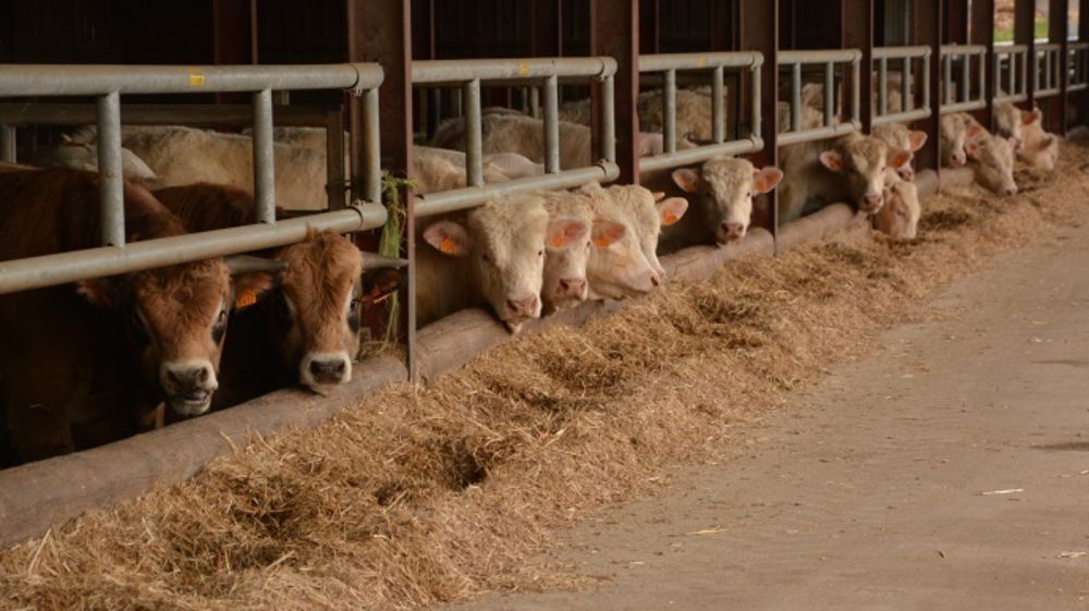 Perspectives 2016 Pour Le Marché De La Viande Bovine