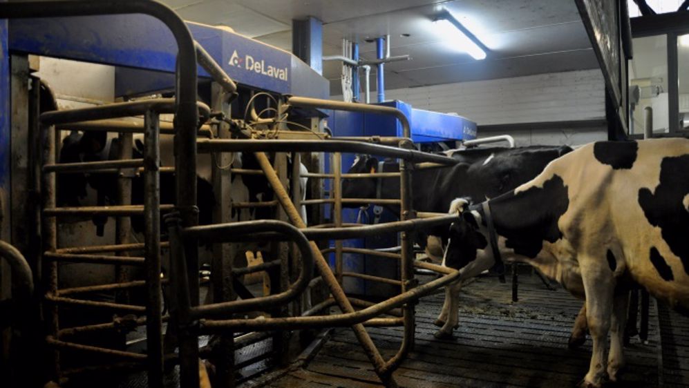 Une salle de traite requiert au moins 600 Lux pour travailler confortablement. En traite robotisée, il peut être judicieux de placer un bon éclairage au niveau des robots pour optimiser les passages durant la nuit. (©Terre-net Média)