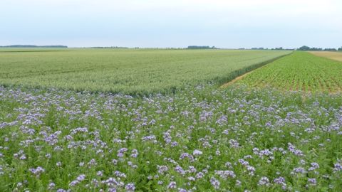 Les dispositifs de bandes fleuries peuvent également fournir pollen et nectar aux butineuses. (©Terre-net Média) Les dispositifs de bandes fleuries peuvent également fournir pollen et nectar aux butineuses. (©Terre-net Média)