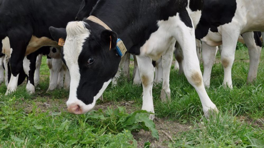 Retrouvez <a target="_self" href="http://www.web-agri.fr/conduite-elevage/sante-animale/article/deux-tiers-des-eleveurs-cherchent-a-favoriser-l-immunite-de-leurs-genisses-1184-109269.html">quelques conseils pour favoriser l’immunité des génisses. </a> (©Terre-net Média) 