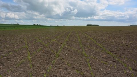 Deux produits viennent étoffer, en 2016, l'offre de solutions de protection du maïs au semis. (©Terre-net Média) Deux produits viennent étoffer, en 2016, l'offre de solutions de protection du maïs au semis. (©Terre-net Média)