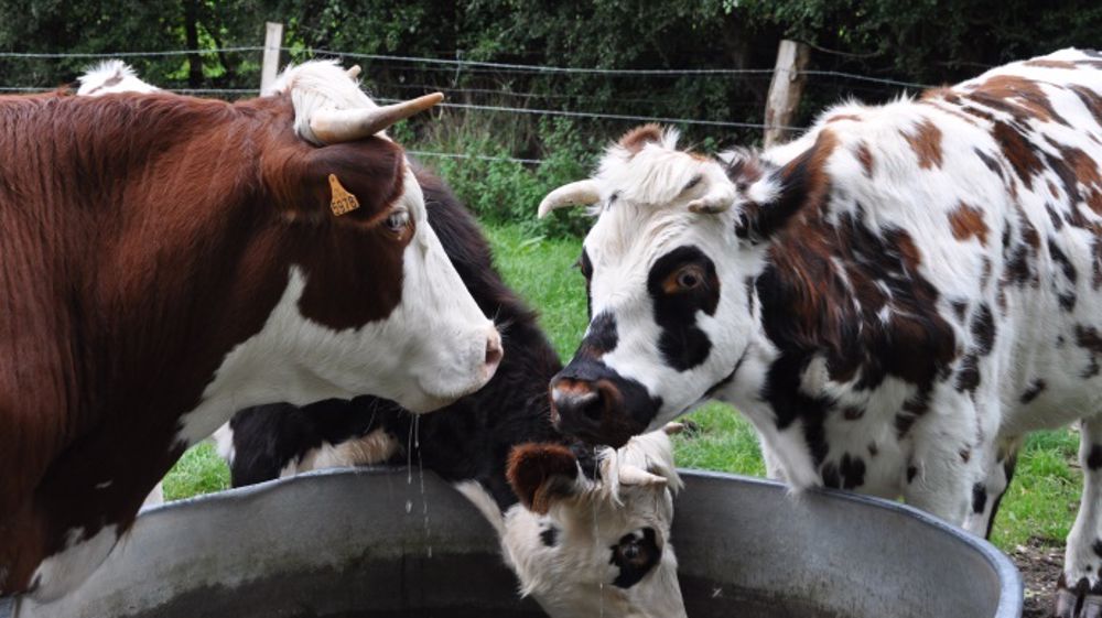 Cliquez sur le <a target="_self" href="http://www.web-agri.fr/crise-de-l-elevage/t725">tag crise de l'élevage</a>  (©Terre-net Média)