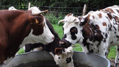 Cliquez sur le <a target="_self" href="http://www.web-agri.fr/crise-de-l-elevage/t725">tag crise de l'élevage</a>  (©Terre-net Média)