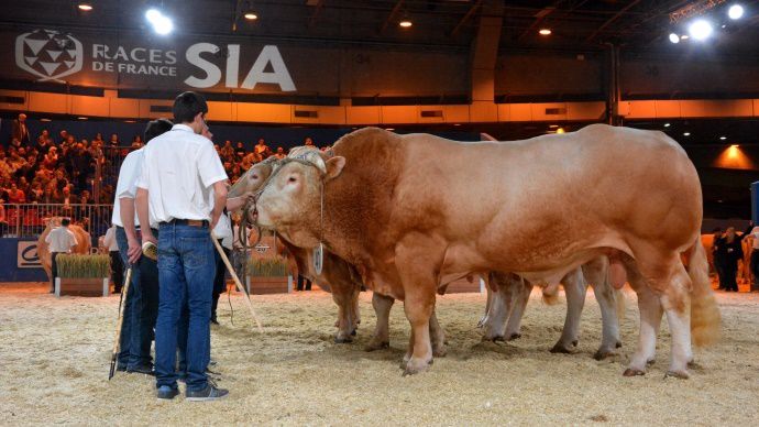 Concours Général Agricole 2016 à Paris Animaux Bovins SIA 2016