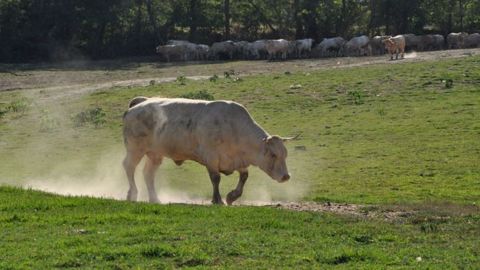 Axa va se servir de l'indice de production fourragère de la société Airbus DS pour mesurer la baisse de production d'herbe. (©Terre-net Média) Axa va se servir de l'indice de production fourragère de la société Airbus DS pour mesurer la baisse de production d'herbe. (©Terre-net Média)