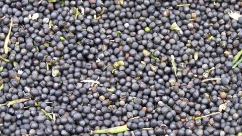 Le soja a bénéficié d'un rebond technique aidé par de bonnes ventes (©Terre-net Média)