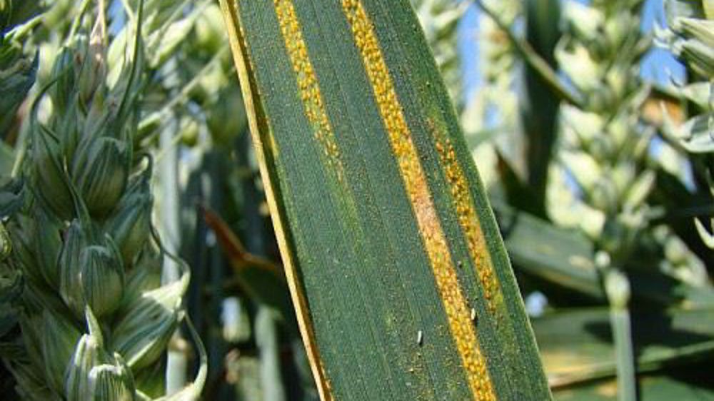 Alignement des pustules de rouille jaune le long des nervures. (©Arvalis)