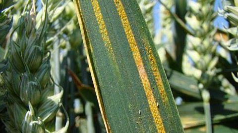 Alignement des pustules de rouille jaune le long des nervures. (©Arvalis)