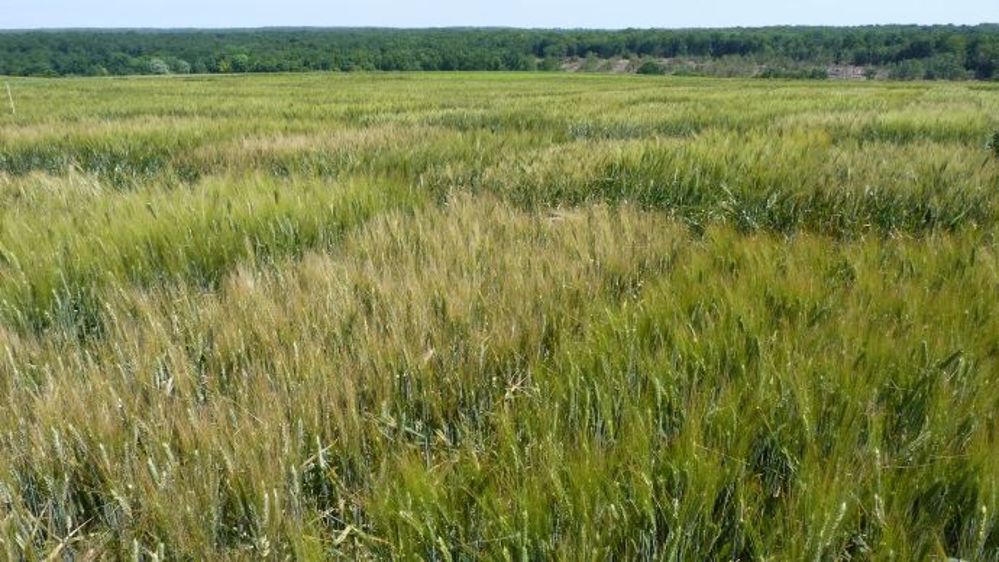 Peu de variétés de blé dur adaptées aux stress climatiques existent. (©Terre-net Média)
