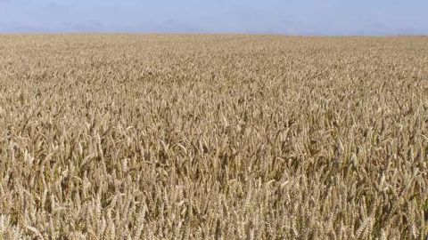 Les stocks de report de blé aux Etats-Unis sont sur des niveaux très élevés à plus de 26 Mt. (©Terre-net Média)