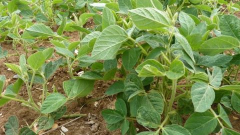 Les semences de soja Roundup Ready 2 Xtend sont tolérantes au glyphosate. (©Terre-net Média)