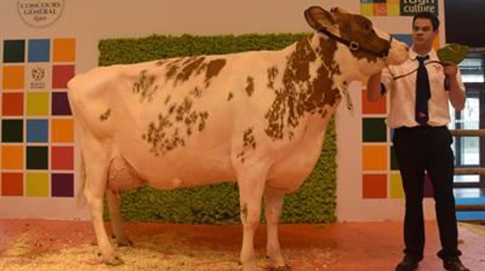 Colombe, la grande championne Pie Rouge (Classic x Anastas) (©SIA) 