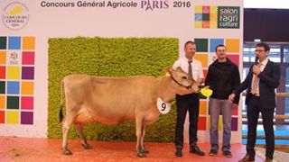 La vache 0887, grande championne Jersiaise appartient au Gaec de la Haute Folie (Manche). (©SIA) La vache 0887, grande championne Jersiaise appartient au Gaec de la Haute Folie (Manche). (©SIA)