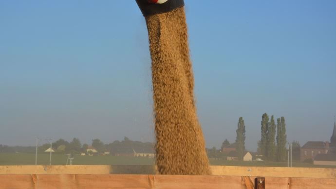 Blé