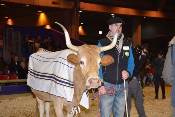 Vache Béarnaise