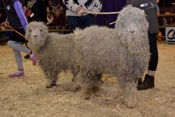 Chèvres Angora élevées pour leur Mohair tondu deux fois par an.